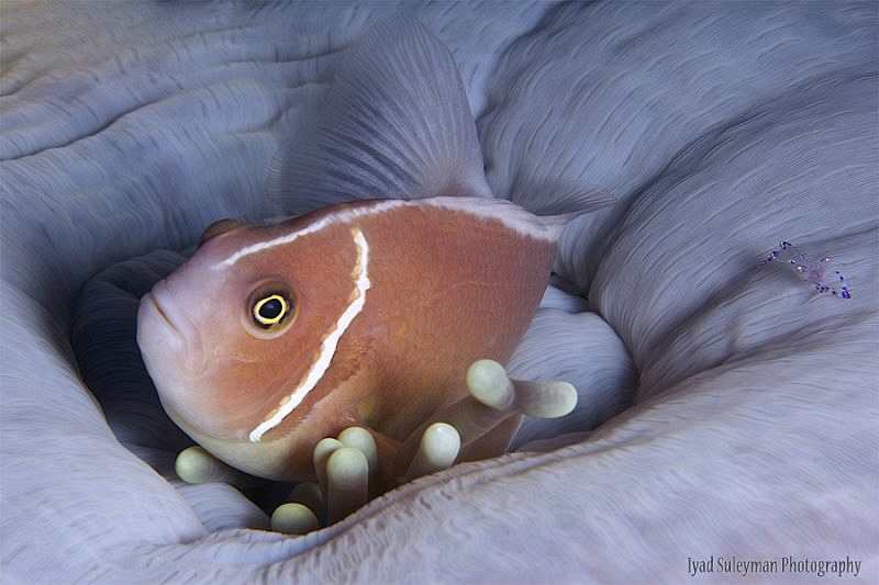 Anemonefish with friend by Iyad Suleyman 
