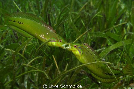 Wrasses fighting by Uwe Schmolke 
