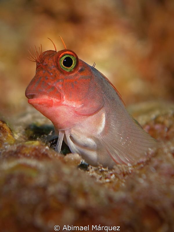 Redlip Blenny by Abimael Márquez 