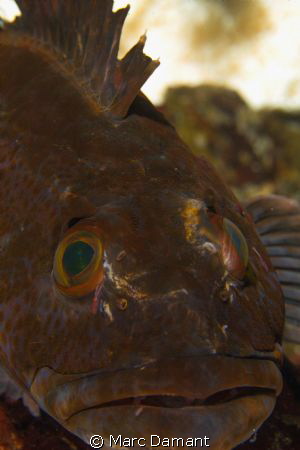 On Guard
Male Ling Cod guarding a mass of eggs in the ba... by Marc Damant 
