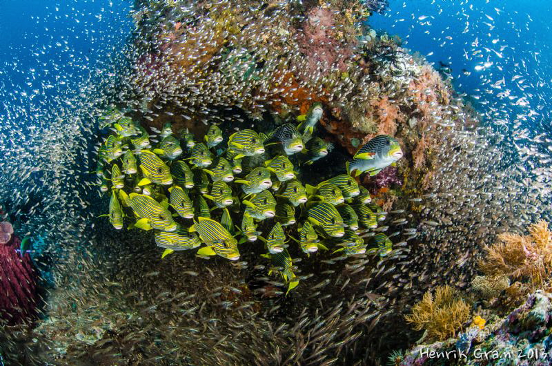 Sweetlips with Glass Fish by Henrik Gram Rasmussen 