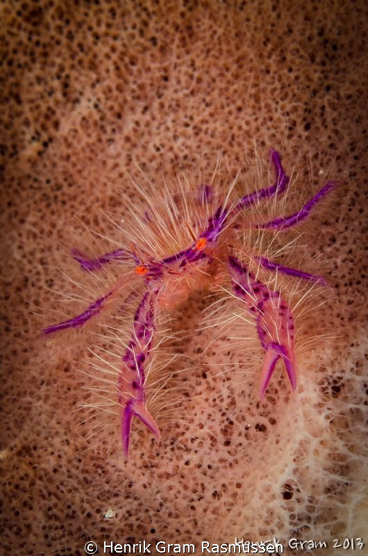 Hairy Squadlobster (or Wally Crab) by Henrik Gram Rasmussen 