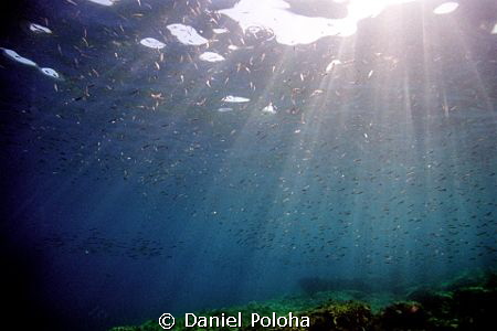 An old image from my pre-digital times, a huge school of ... by Daniel Poloha 
