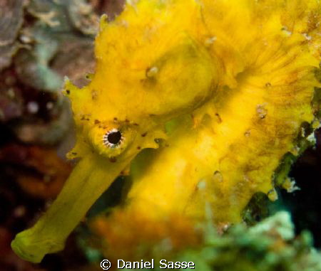 The Picture of the shy female tigertail seahorse was take... by Daniel Sasse 