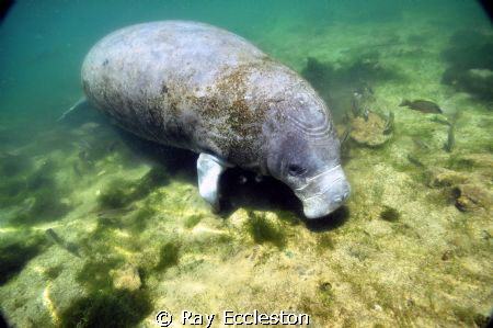 Manatee at Crystal River FL by Ray Eccleston 
