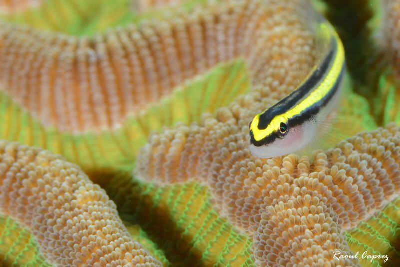 Maze for fish by Raoul Caprez 