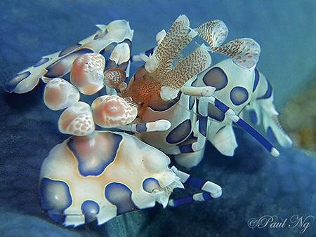 harlequin shrimp by Paul Ng 