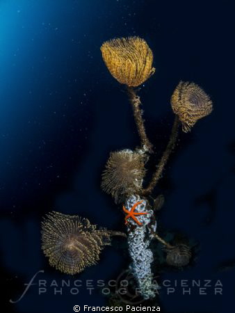 Marine life! by Francesco Pacienza 