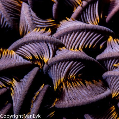 Closed crinoid close-up. by Bill Van Eyk 