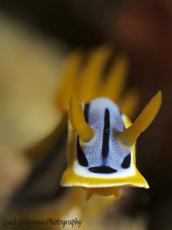 Chromodoris annae by Iyad Suleyman 
