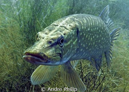 pike-portrait by Andre Philip 