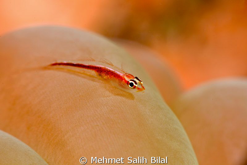 Pink-lined reef Goby. by Mehmet Salih Bilal 