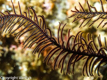 Unfolded crinoid close up by Bill Van Eyk 