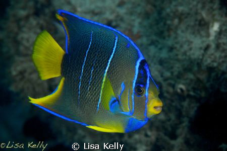 Juvenile Queen Angelfish by Lisa Kelly 