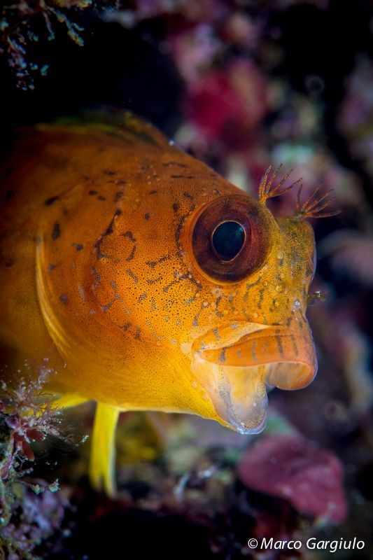 African Blenny - yellow fase by Marco Gargiulo 