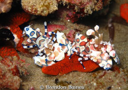 Halequin Shrimp enjoying a starfish snack by Brendon Baines 