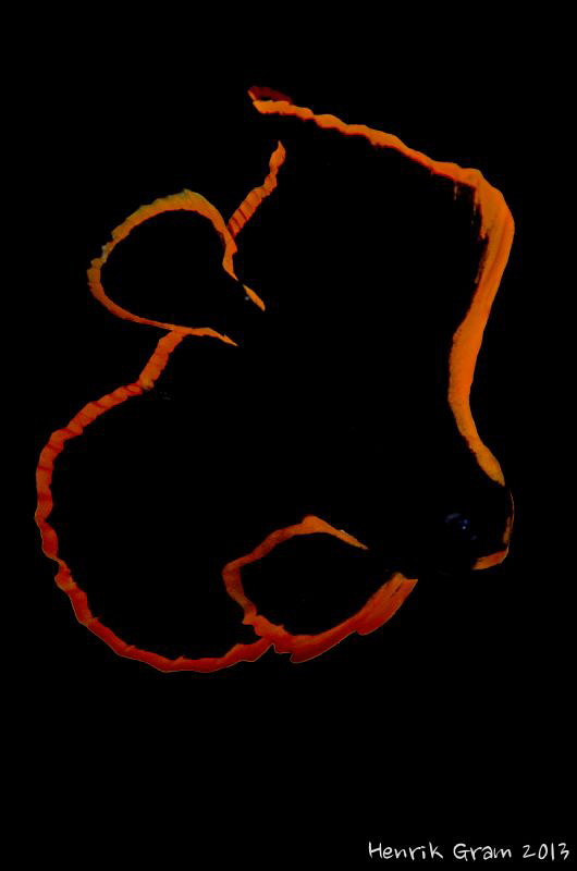 Juvenile Batfish by Henrik Gram Rasmussen 