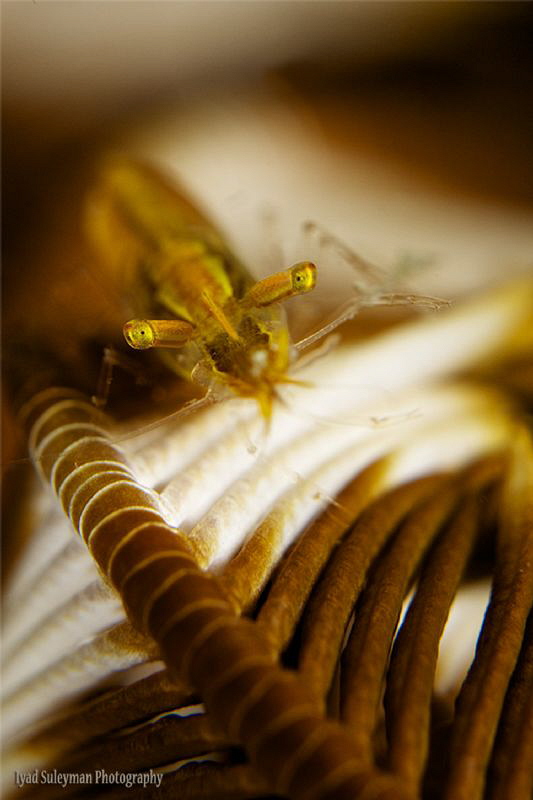 Crinoid shrimp by Iyad Suleyman 