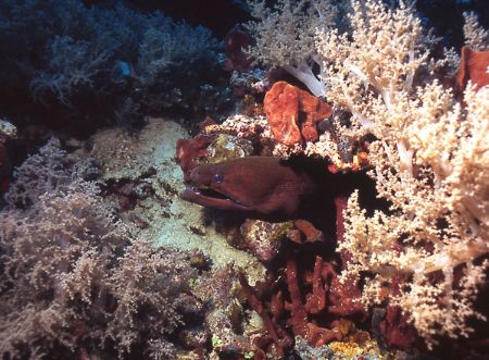 This moray was very active, so I hesitated to get too clo... by Jerry Hamberg 