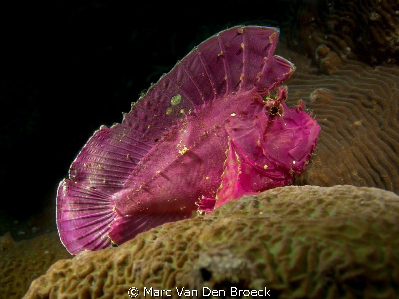 blad vis by Marc Van Den Broeck 