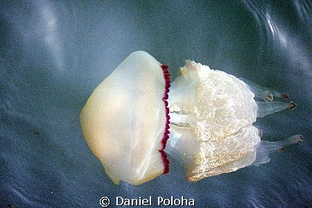 A jellyfish floating next to our diving boat. 
Note: Pre... by Daniel Poloha 