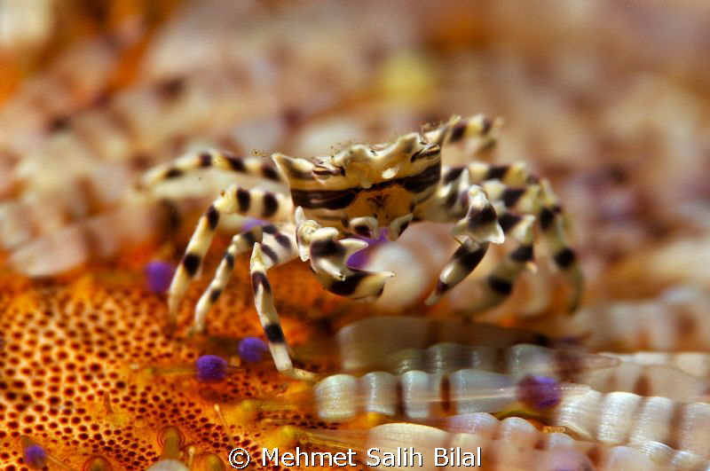 Adam's urchin crab. by Mehmet Salih Bilal 