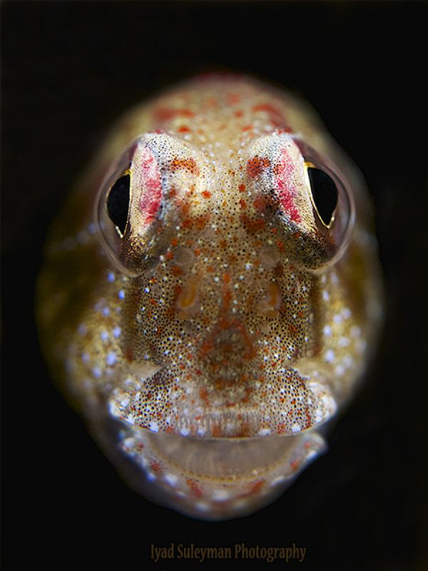 Blenny by Iyad Suleyman 