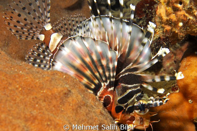 Side view is not bad all the time. by Mehmet Salih Bilal 