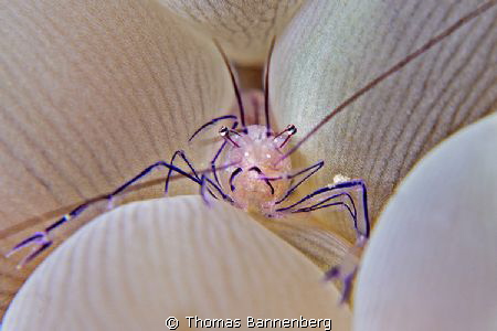 welcome, please come closer ...

NIKON D7000 in a Seaca... by Thomas Bannenberg 