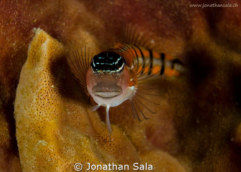 Blenny by Jonathan Sala 