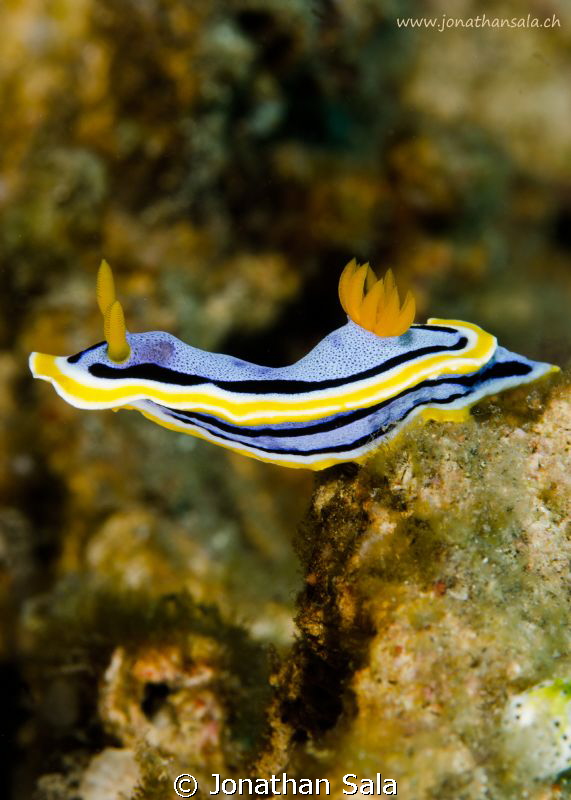 Jump or not to Jump???
Chromodori Annae by Jonathan Sala 