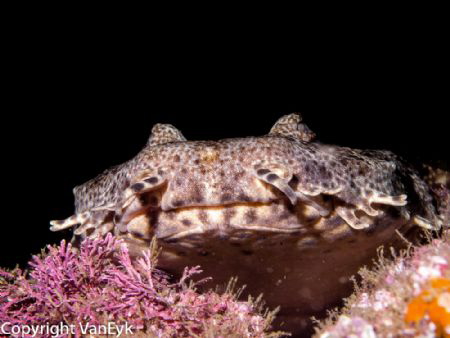 Wobbegong shark, lying on a ledge by Bill Van Eyk 