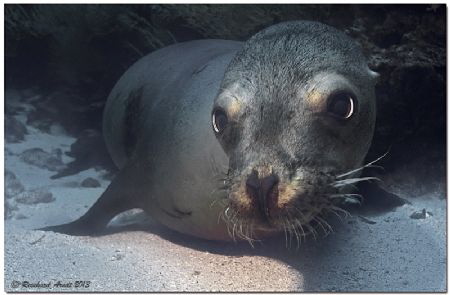 - have a break -
Young Sealion on Punta Vicente Roca, Is... by Reinhard Arndt 