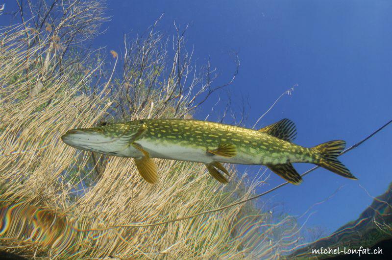 Flying Pike... :O)...
 by Michel Lonfat 