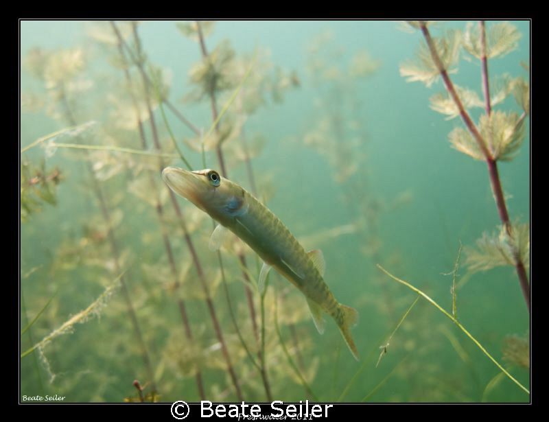 Baby pike by Beate Seiler 