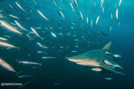Blacktip in action D600 by Spencer Burrows 