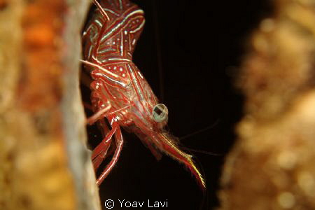Candy shrimp
sony rx100 by Yoav Lavi 
