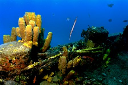 Trumpetfish feeding on a wreck off St. Lucia. Nikonos V, ... by Matthew Shanley 