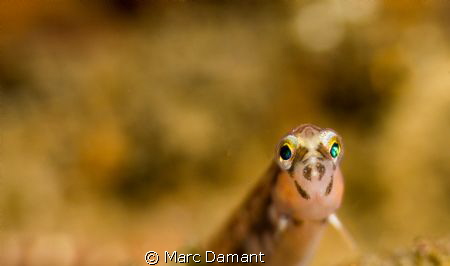 A Baby Long Fin Gunnel 
This little guy is only 1.5 inch... by Marc Damant 