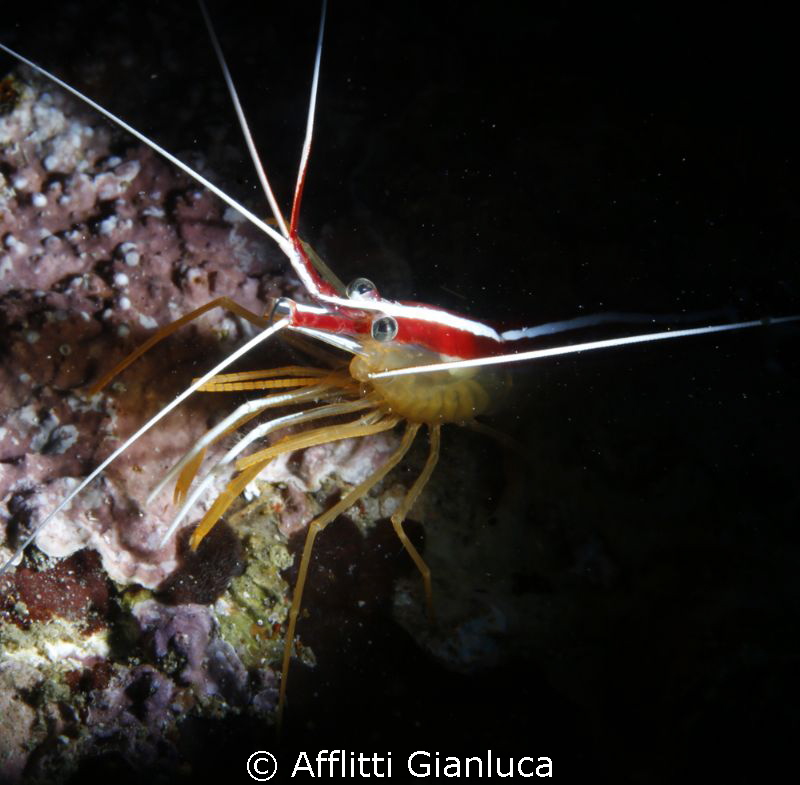 shrimp..... by Afflitti Gianluca 