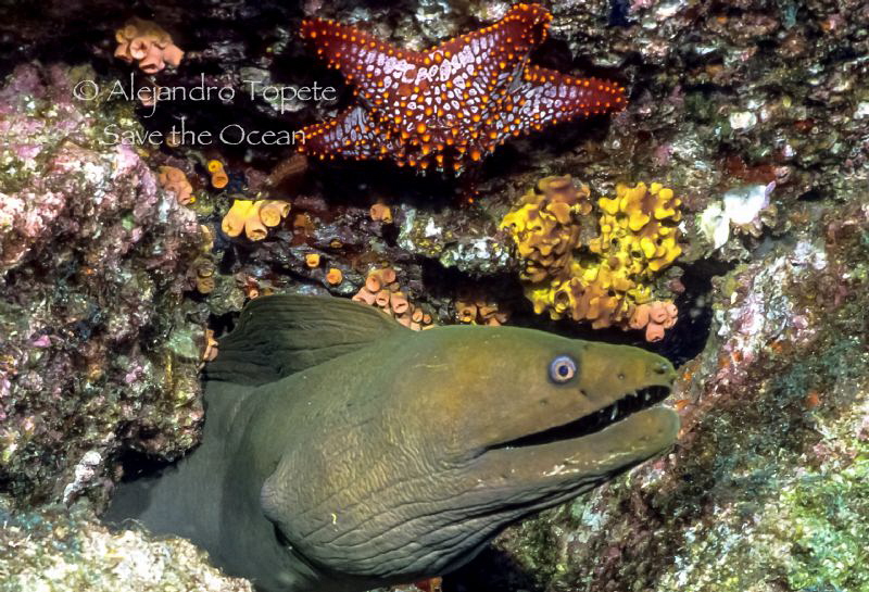 Green Morey with Star, La Paz Mexico by Alejandro Topete 