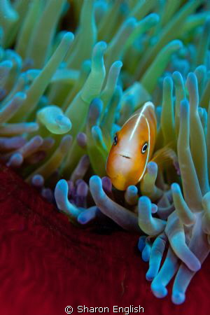 Anemone fish by Sharon English 