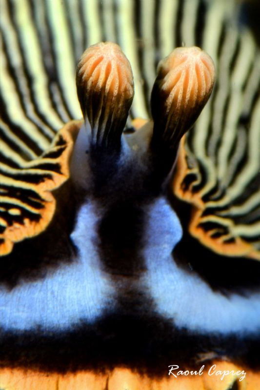 Close encounter by Raoul Caprez 
