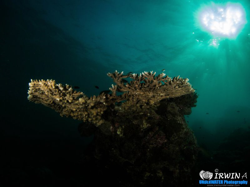 Heart shaped Sunlight.
Redang Island, Malaysia. April 2013 by Irwin Ang 