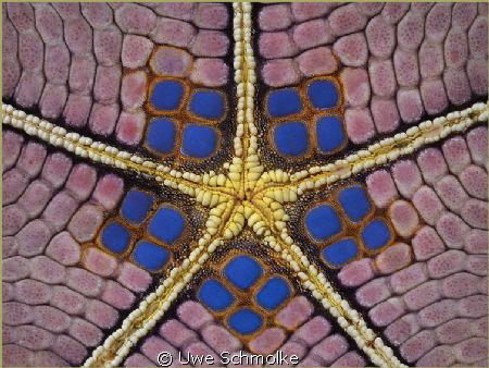 Symmetry -
Structure of a seastar by Uwe Schmolke 