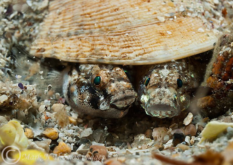 Gobies.
Aughrus, Connemara. by Mark Thomas 