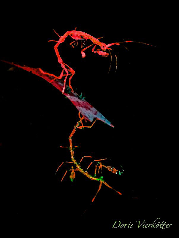 2 Skeletonshrimp on Halimedagrass while Fluodiving... by Doris Vierkötter 