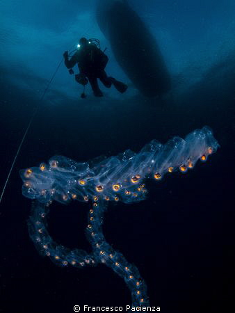 Salpa maxima under the boat. by Francesco Pacienza 