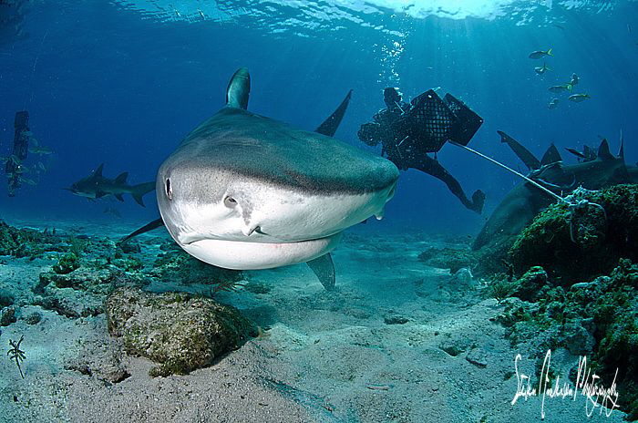 A glose up visit at Tiger Beach by one of the residents t... by Steven Anderson 