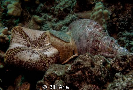 Triton's Trumpet making a meal of a Pillow Star by Bill Arle 